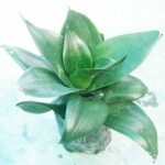Black Green Snake Plant growing in a nursery pot