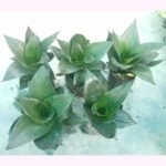Air purifying Black Green Snake Plant for indoor decoration
