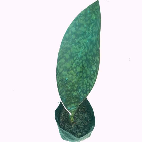1.5 Feet Black Whale Snake Plant Indoor Plant Bangladesh