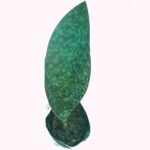 Black Whale Sansevieria Masoniana Indoor Plant