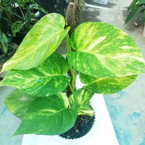 Golden Money Plant Large Leaf live indoor plant with healthy green and golden variegated leaves.