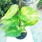 Premium Golden Pothos plant with large heart-shaped variegated leaves in a nursery pot.