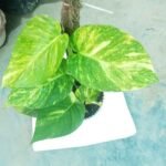 Large Leaf Money Plant air purifying indoor decorative plant with lush green foliage.