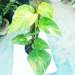 Healthy Golden Money Plant with vibrant variegated leaves for home and office decoration.