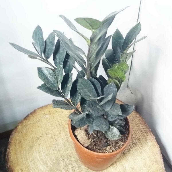 Rare Black ZZ Plant with glossy black leaves in a plastic nursery pot.
