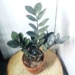 Black Raven ZZ Plant placed indoors with attractive glossy black leaves.