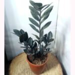 Easy-care Black ZZ Plant suitable for home and office decoration.