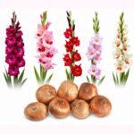 Premium Gladiolus Flower Bulb for Planting in Bangladesh