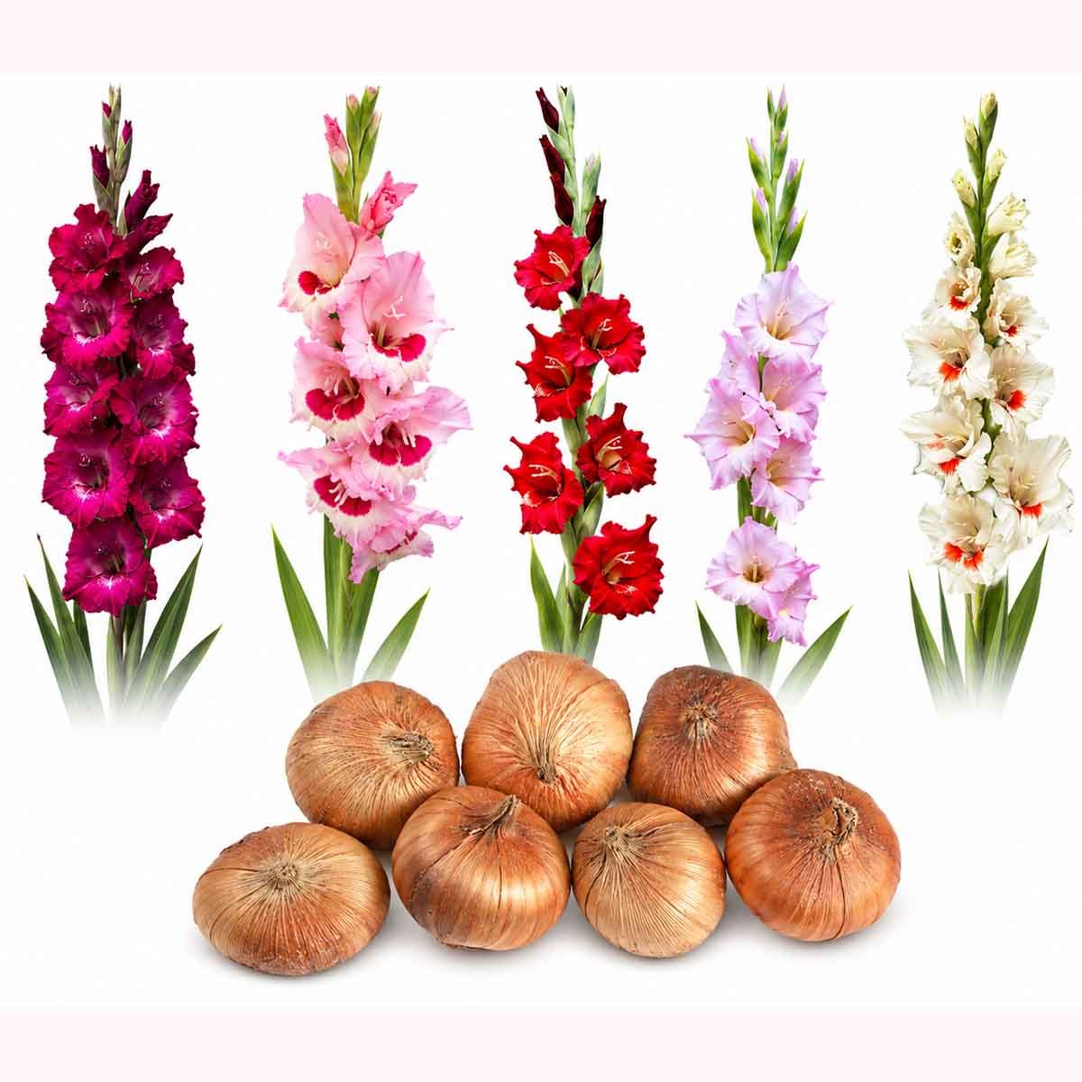 gladiolus-bulb-premium-flower-bulb-bangladesh.webp Premium Gladiolus Flower Bulb for Planting in Bangladesh