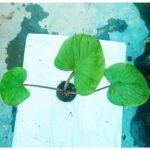 Homalomena Plant Price in Bangladesh | Buy Online | Top1sell - Image 3