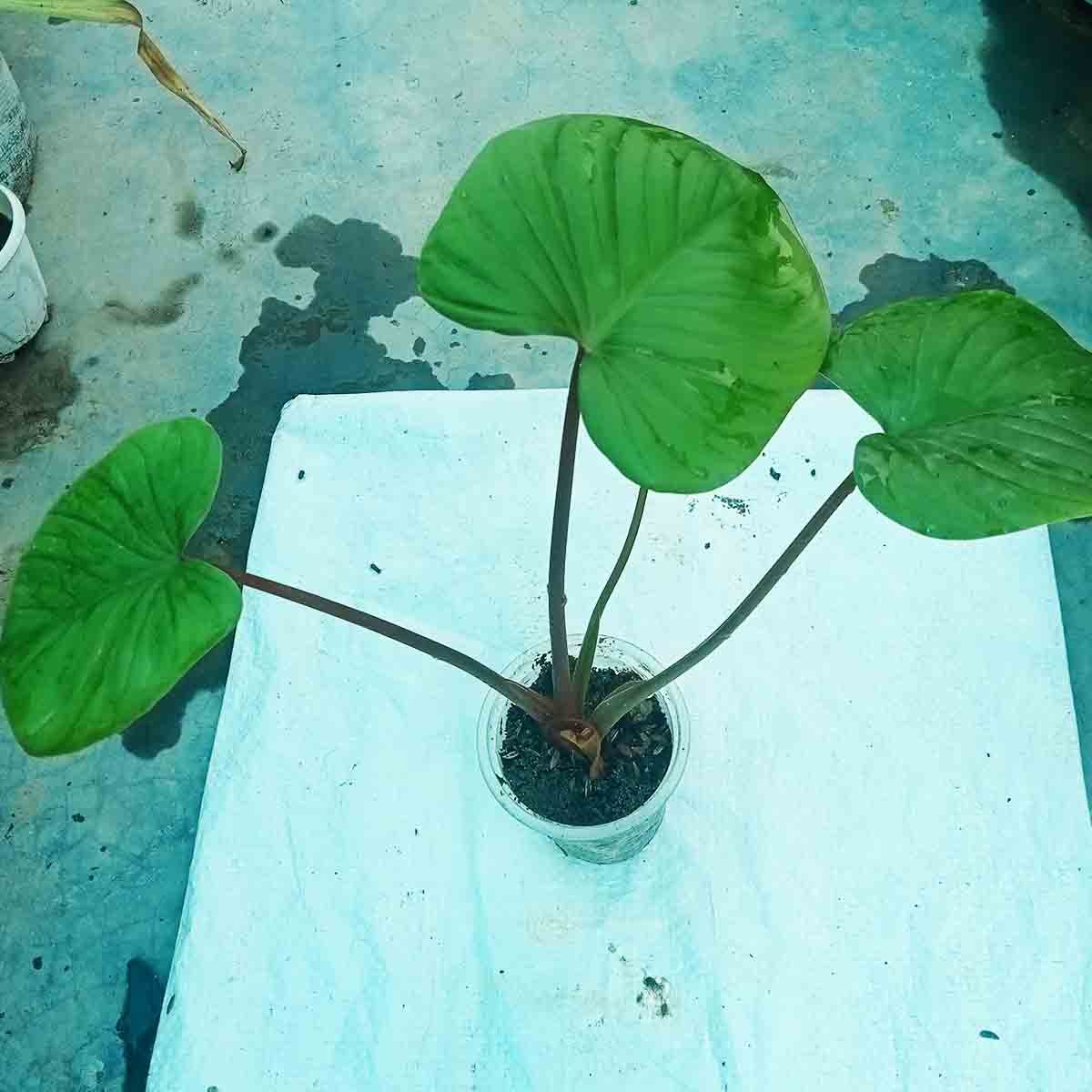 h3 Homalomena Plant Price in Bangladesh | Buy Online | Top1sell - Image 1