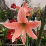 Beautiful pink Jersey Lily (Amaryllis) flower blooming in a home garden with large trumpet-shaped petals.