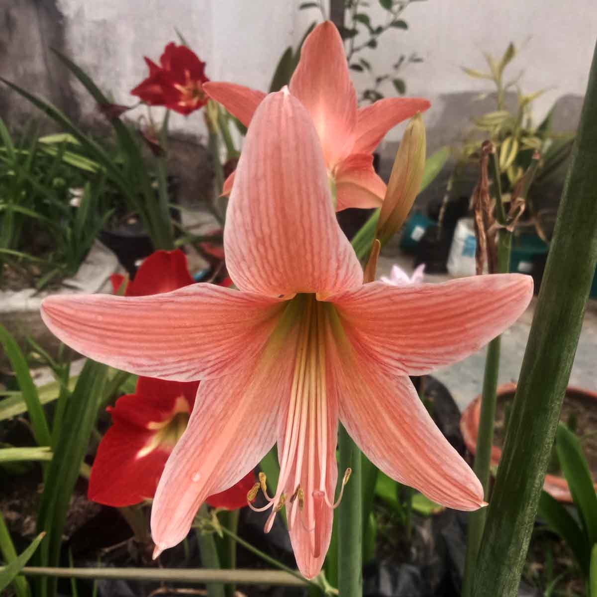 Jersey Lily Plant – Beautiful Pink Amaryllis Flower Beautiful pink Jersey Lily (Amaryllis) flower blooming in a home garden with large trumpet-shaped petals.