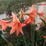 Premium Jersey Lily flower with soft pink petals blooming in a garden.