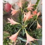 Healthy Hippeastrum (Jersey Lily) plant producing large ornamental pink flowers.