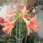 Large blooming Jersey Lily flower with elegant pink petals and healthy green foliage.