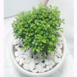 Ball Kamini Plant Price in Bangladesh