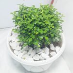 Orange Jasmine Plant Bangladesh