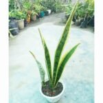 Healthy Laurentii Snake Plant with yellow-edged green leaves in a white pot.