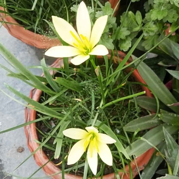 Yellow hybrid rain lily flower blooming in a clay pot