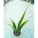 Sansevieria Laurentii indoor plant with upright variegated leaves in a decorative pot.