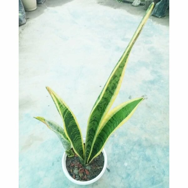 Sansevieria Laurentii indoor plant with upright variegated leaves in a decorative pot.