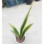 Premium Laurentii Snake Plant ideal for home decoration and office desk.