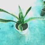 Sansevieria Laurentii Snake Plant - লরেন্টি স্নেক প্ল্যান্ট