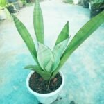 Moonshine Snake Plant Live Indoor Plant Bangladesh