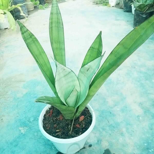 Moonshine Snake Plant Live Indoor Plant Bangladesh