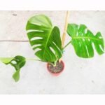Beautiful Monstera Borsigiana (Swiss Cheese Plant) with mature split leaves for indoor décor.