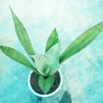 Healthy Moonshine Snake Plant with Silver Green Leaves