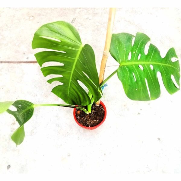 Healthy Monstera Borsigiana plant with large split green leaves growing in a nursery pot.