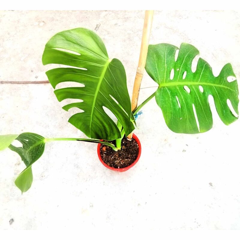 Healthy Monstera Borsigiana plant with large split green leaves growing in a nursery pot.