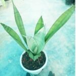 Moonshine Snake Plant in Decorative Pot