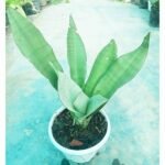 Buy Moonshine Snake Plant from Top1sell Bangladesh