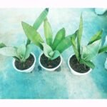 Moonshine Snake Plant Indoor Plant in Bangladesh - Image 6