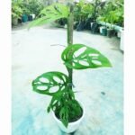 Healthy Monstera Acuminata live indoor climbing plant with beautiful fenestrated green leaves.