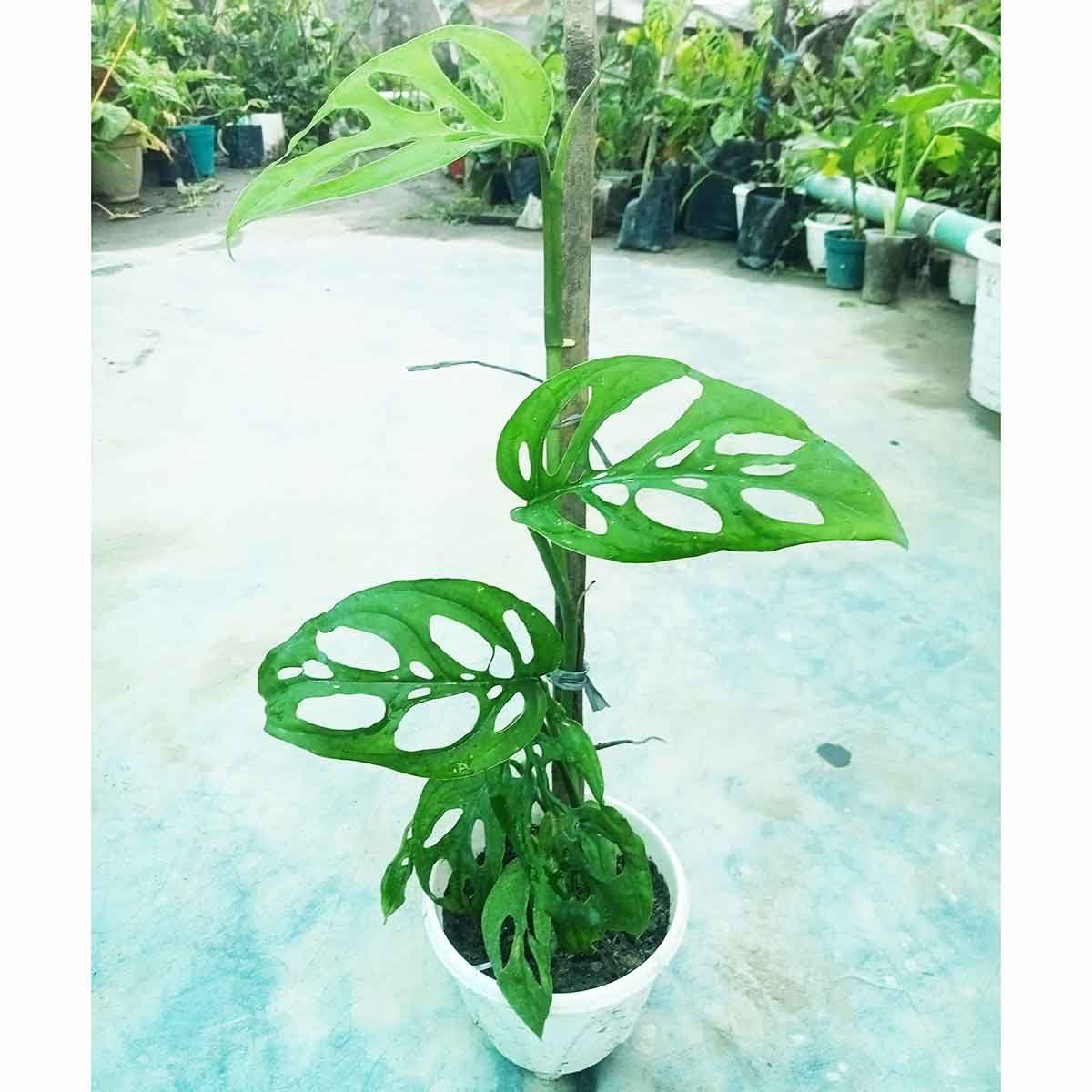 Monstera Acuminata Rare Indoor Plant Bangladesh Healthy Monstera Acuminata live indoor climbing plant with beautiful fenestrated green leaves.