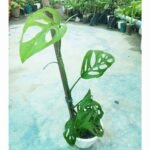 Premium Monstera Acuminata growing on a moss pole with mature split leaves for indoor decoration.