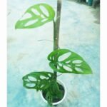 Buy Monstera Acuminata indoor plant online in Bangladesh from Top1Sell.