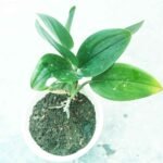 Moonlight Black Plant with healthy dark green leaves for indoor home and office decoration
