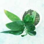 Moonlight Black Plant growing in a nursery pot for indoor decoration