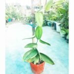 Premium Moonlight Plant growing on a moss pole for indoor home and office decoration
