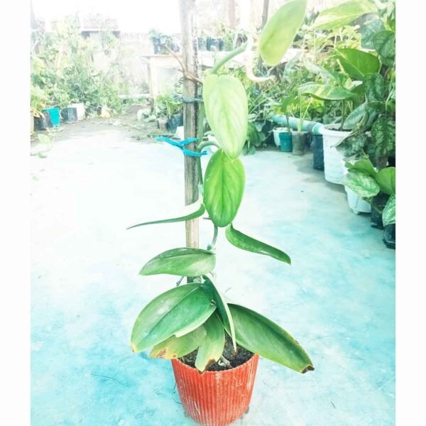 Premium Moonlight Plant growing on a moss pole for indoor home and office decoration
