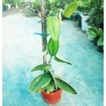 Healthy Moonlight Plant climbing on a support pole with lush green foliage