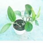 Moonlight Plant in nursery pot for home, office and indoor decoration