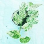 Premium Marble Queen Plant with beautiful green and white variegated leaves for indoor decoration