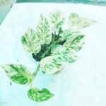 Close-up view of Marble Queen Plant showing beautiful variegated green and white leaves