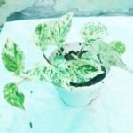 Healthy Snow Queen Plant growing in a nursery pot for indoor decoration